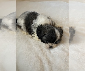 Mutt Puppy for sale in MACON, GA, USA