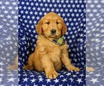 Small Photo #1 Golden Retriever Puppy For Sale in OXFORD, PA, USA