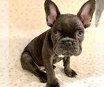 Small Photo #6 French Bulldog Puppy For Sale in SARASOTA, FL, USA