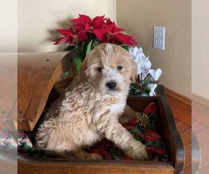 Goldendoodle-Poodle (Standard) Mix Puppy for sale in PORT ROYAL, PA, USA