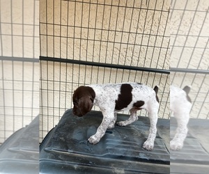 German Shorthaired Pointer Puppy for Sale in SACRAMENTO, California USA