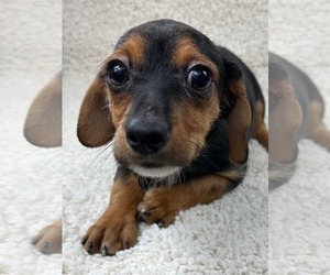 Chiweenie Dogs for adoption in Grafton, WI, USA
