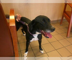 Labrador Retriever-Unknown Mix Dogs for adoption in Ocala, FL, USA