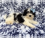 Small #1 Shih-Poo