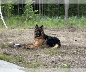 German Shepherd Dog Dog for Adoption in SPOKANE, Washington USA
