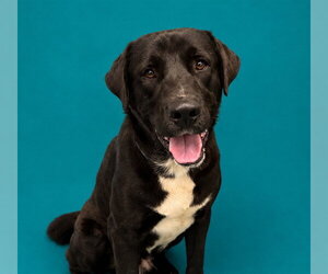 STEINWAY - Male Labrador Retriever-Unknown Mix Dog for Adoption - Photo #2