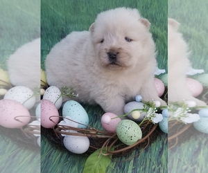 Chow Chow Puppy for sale in FREDERICKTOWN, MO, USA
