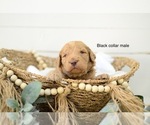 Small Photo #4 Goldendoodle Puppy For Sale in BOGALUSA, LA, USA