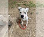 Small #1 American Staffordshire Terrier-Eurasier Mix