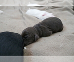 Small Photo #2 Labradoodle Puppy For Sale in ANACONDA, MT, USA