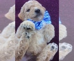 Small Photo #2 Goldendoodle Puppy For Sale in KALISPELL, MT, USA