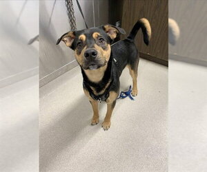 Labrottie Dogs for adoption in Fairbanks, AK, USA