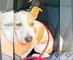 Small #1 Labrador Retriever Mix
