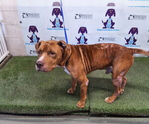 Mutt Dogs for adoption in Orlando, FL, USA