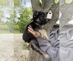 Small #6 German Shepherd Dog