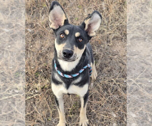 Medium Photo #6 Mutt Puppy For Sale in Lakewood, CO, USA