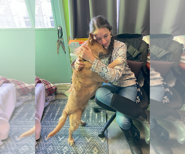 Medium Photo #7 Mutt Puppy For Sale in Elmsford, NY, USA