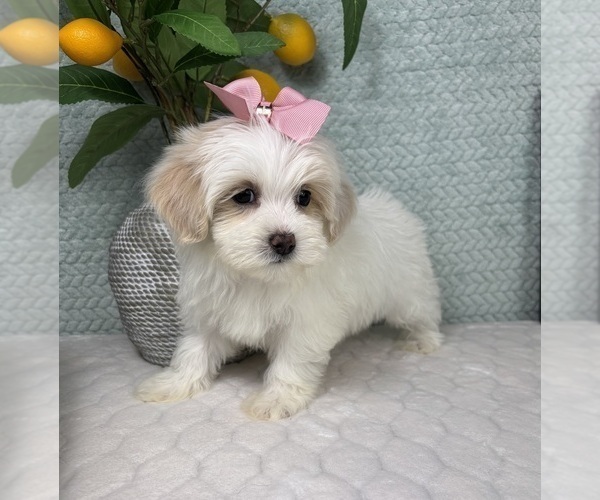 Medium Photo #4 Maltipoo (Toy) Puppy For Sale in FRANKLIN, IN, USA
