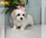 Small #3 Maltipoo (Toy)