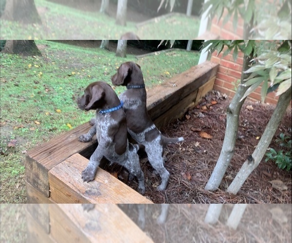Medium Photo #24 German Shorthaired Pointer Puppy For Sale in MARIETTA, GA, USA
