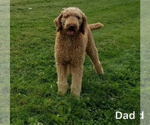Father of the Goldendoodle puppies born on 08/06/2022