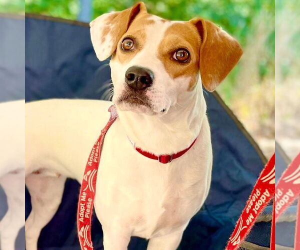 Medium Photo #6 Beagle-Unknown Mix Puppy For Sale in Canton, CT, USA
