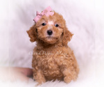 Puppy Pixie Maltipoo (Miniature)