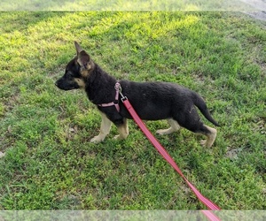 German Shepherd Dog Puppy for Sale in QUINLAN, Texas USA