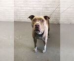 Small American Pit Bull Terrier Mix