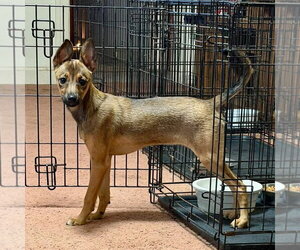 Cinnamon - Female Feist Terrier-Unknown Mix Dog for Adoption - Photo #2