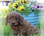 Small #3 Cavapoo (Miniature)
