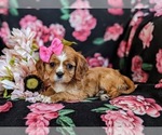 Small Photo #4 Cavalier King Charles Spaniel Puppy For Sale in CHRISTIANA, PA, USA