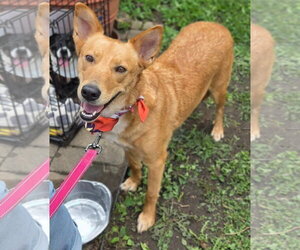 Australian Kelpie-Golden Retriever Mix Dogs for adoption in Germantown, OH, USA