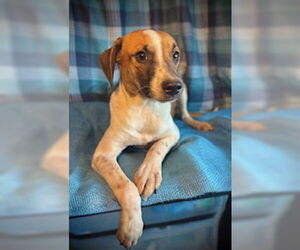 Chihuahua-Unknown Mix Dogs for adoption in Pleasanton, TX, USA