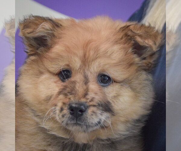 Medium Photo #6 Chow Chow-Unknown Mix Puppy For Sale in Huntley, IL, USA