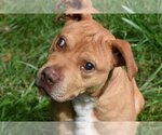 Small #1 Labrador Retriever-Staffordshire Bull Terrier Mix