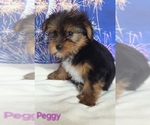 Small #1 Yorkshire Terrier