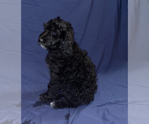 Medium Photo #5 Goldendoodle Puppy For Sale in QUEEN CREEK, AZ, USA