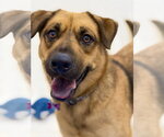 Small #4 Black Mouth Cur Mix
