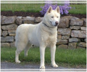 Father of the Siberian Husky puppies born on 07/10/2021