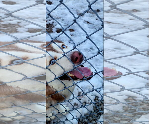 Medium Photo #4 Siberian Husky Puppy For Sale in Hewitt, NJ, USA