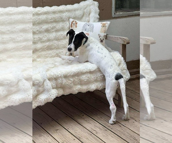 Medium Photo #4 Lab-Pointer Puppy For Sale in Princeton, MN, USA