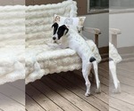 Small #3 Lab-Pointer