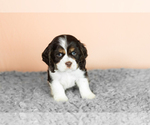 Small Photo #4 Cocker Spaniel Puppy For Sale in NAPPANEE, IN, USA
