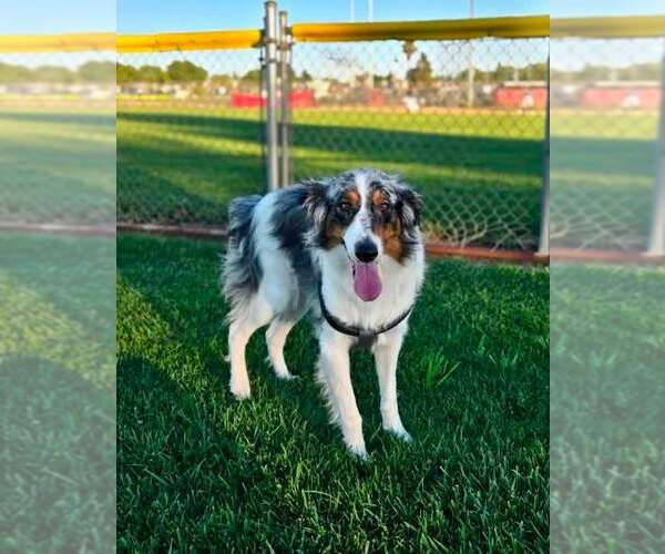 Medium Photo #2 Border Collie-Unknown Mix Puppy For Sale in Paso Robles, CA, USA