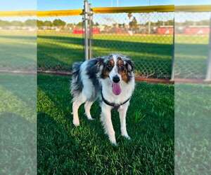 Zeke - Male Australian Shepherd-Unknown Mix Dog for Adoption - Photo #2