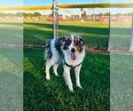 Small #1 Border Collie Mix