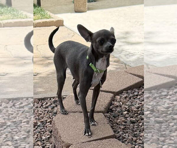 Medium Photo #2 Chihuahua-Unknown Mix Puppy For Sale in Colorado Springs, CO, USA