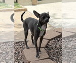 Small #1 Chihuahua Mix
