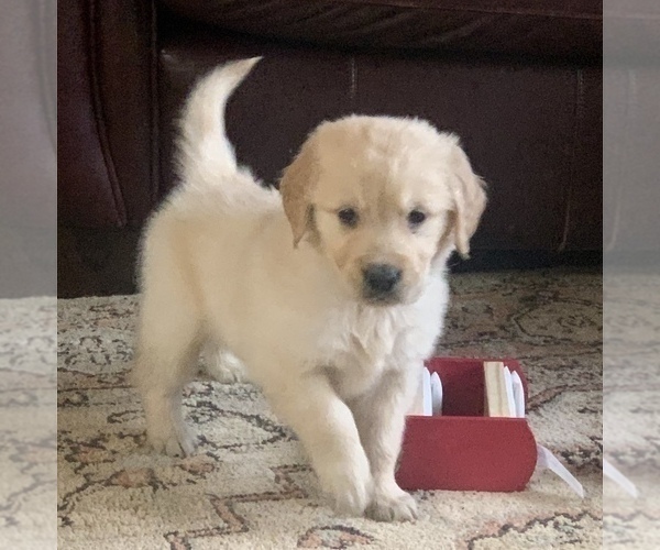 Medium Photo #8 Golden Retriever Puppy For Sale in HIDDENITE, NC, USA